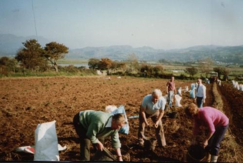 Diwrnod Codi Tatws yn Llechollwyn 1988